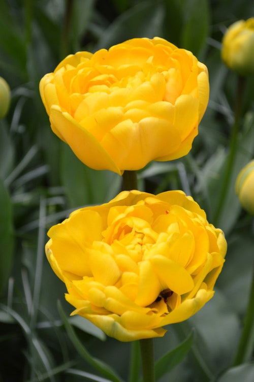 Tulpenbloembollen kopen Yellow Pomponette