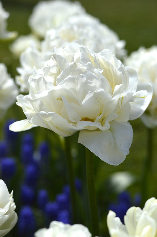 Dubbele pioenachtige tulpen bollen Mondial