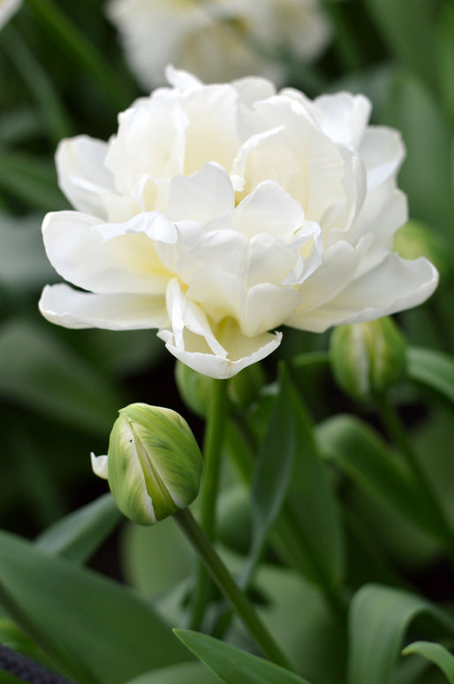 Witte dubbele pioen tulpen Mondial