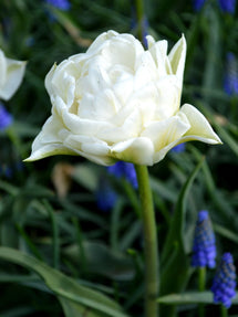 Tulp Mondial