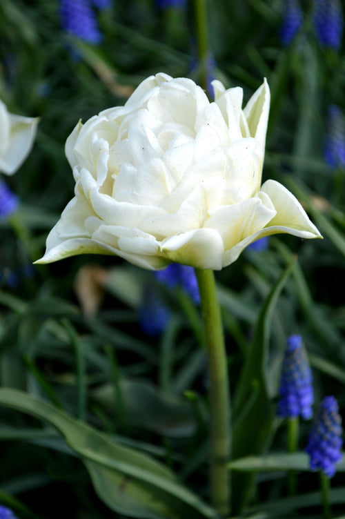 Tulipa Mondial (pioen-achtig) / wit dubbel