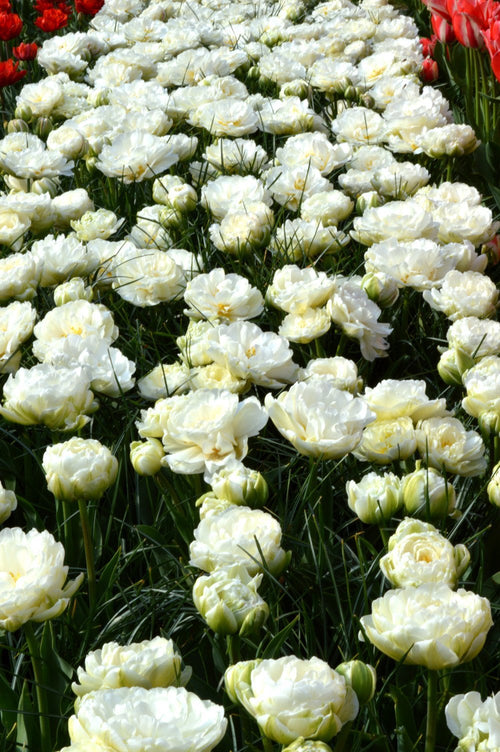 Tulpen Bollen Mondial (pioen-achtig)
