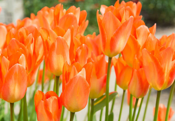 Tulpen 'Orange Emperor' bloembollen