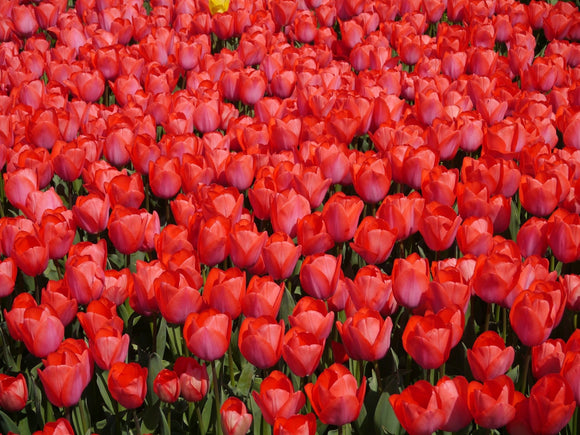 Large Orange Tulips - Tulip Bulbs shipping from Holland