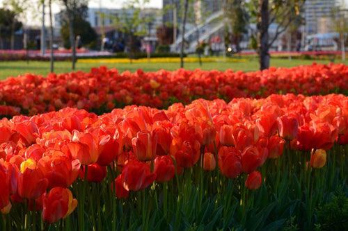 Tulip Orange XXL - Tulip Bulbs from Holland