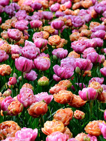 Tulp Peony Party Collection