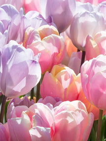 Tulp Perfect Pastel Collection