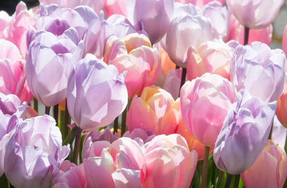 Pastel Coloured Tulip Bulbs