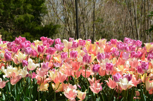 Tulip Perfect Pastel Collection - Tulip Bulbs - UK Delivery