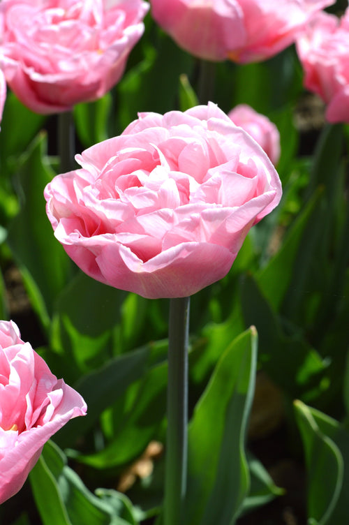 Peony Tulip Bulbs Perfect Wedding Pink UK Delivery