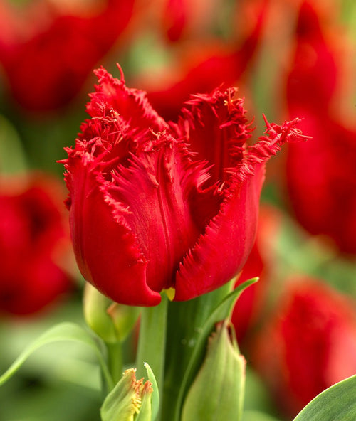 Red Fringed Tulip Philly Belle