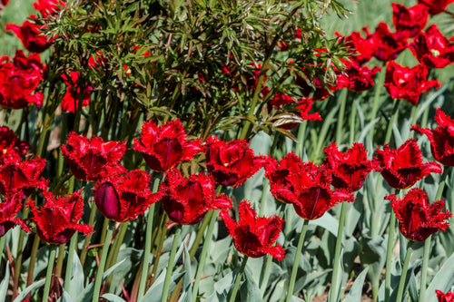 Red Fringed Tulip Bulbs Philly Belle