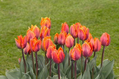 Tulipa 'Prinses Irene' kopen