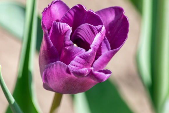 Darwin Hybrid Tulip Purple Pride - Autumn Planted Tulip Bulbs