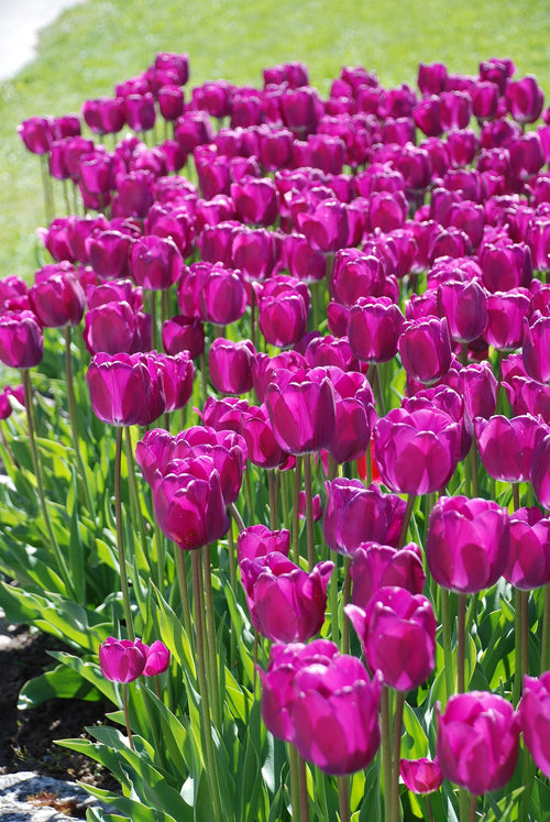 Tulip Bulbs Purple Prince