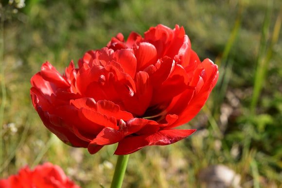 Buy Tulip Bulbs Red Pomponette - Double Peony Darwin Hybrid