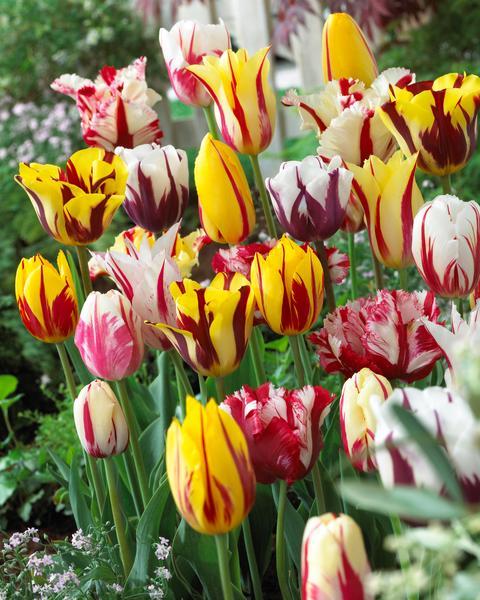 Tulip Bulbs Rembrandt Mixed Colours UK Delivery