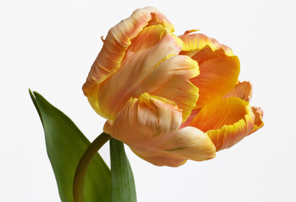 Salmon Parrot Tulip Bulbs from Holland