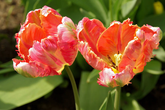 Salmon Parrot Tulip Bulbs UK delivery