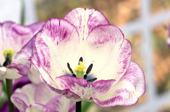 Tulip Shirley Bulbs from Holland