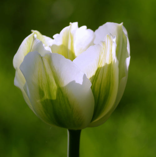 Tulip Spring Green Bulbs White 