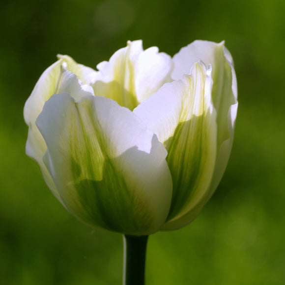 Tulip Spring Green Bulbs White 