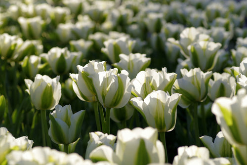 Tulip Spring Green Bulbs White 
