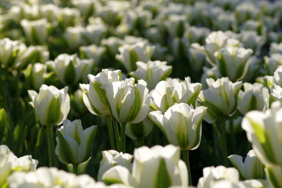 Tulip Spring Green Bulbs White 