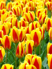 Tulp Stresa