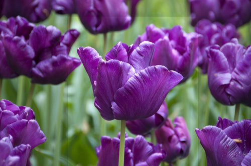 Tulp Victoria's Secret
