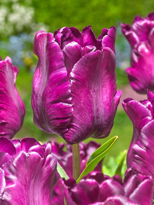 Tulp Victoria's Secret
