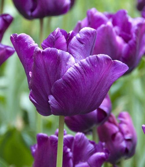 Kopen Tulp Victoria's Secret Bollen