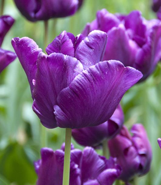 Kopen Tulp Victoria's Secret Bollen