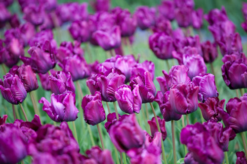 Kopen Tulp Victoria's Secret
