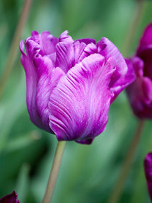 Tulp Victoria's Secret