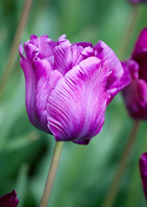 Tulp Victoria's Secret
