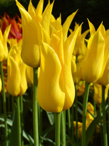 Tulp West Point