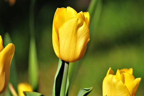 Tulp Yellow Emperor Bollen