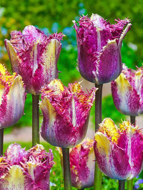 Koop Tulp Colour Fusion Bloembollen - DutchGrown