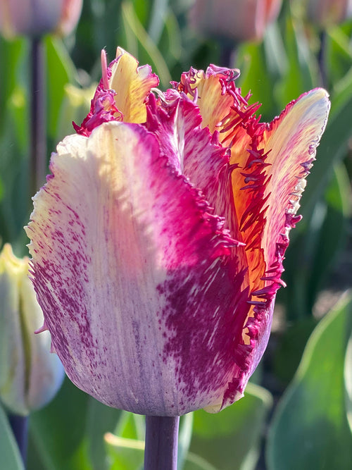 Tulp Colour Fusion Bloembollen 