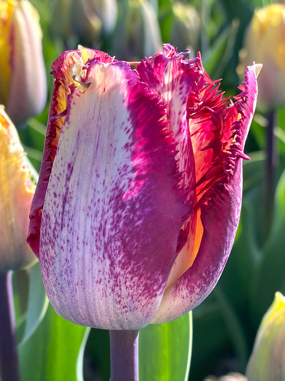 Koop Tulp Colour Fusion Bloembollen 