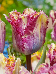 Tulp Colour Fusion