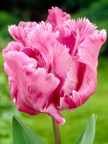 Tulp Flamingo Queen