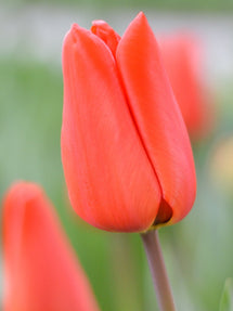 Tulp Orange XXL