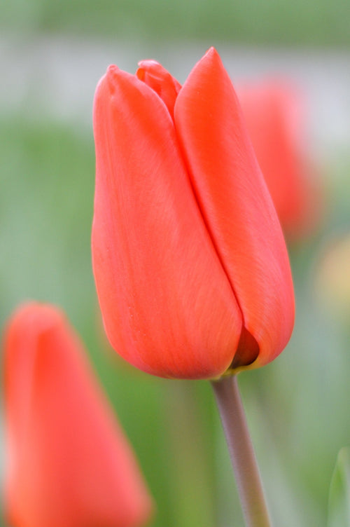 Tulip Orange XXL - Orange Darwin Hybrid Tulip for Autumn Planting