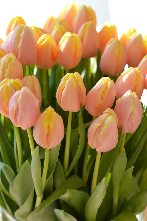 Tulip Mango Charm - Top Quality Flower Bulbs UK Delivery