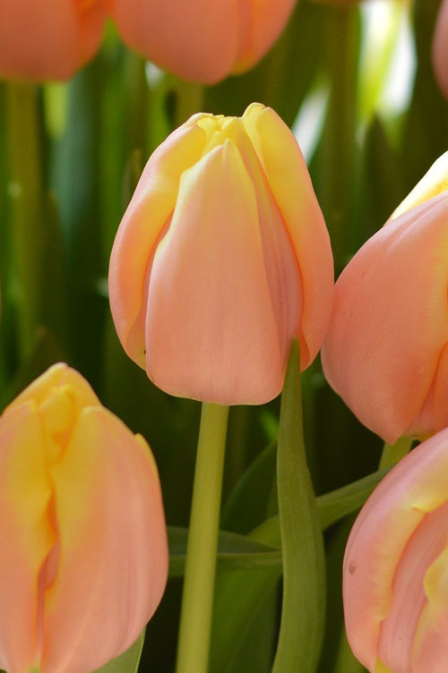 Tulip Mango Charm, Peach, Pink, Orange and Yellow Flower bulbs