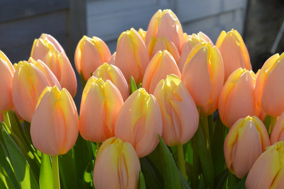 Tulip Mango Charm - Tulip Bulbs from our Family Farm in Holland