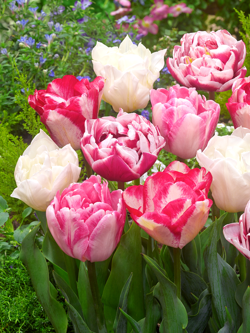 Tulip Marshmallow Collection - Pink and White - DutchGrown UK Shipping