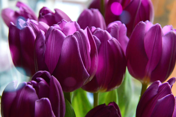 Tulip Negrita - Shipping from Holland to the UK